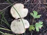 Rhizopogon occidentalis image