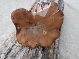 Laccaria ochropurpurea image