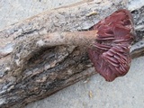 Laccaria ochropurpurea image