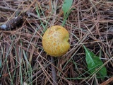 Suillus americanus image