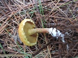 Suillus americanus image