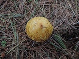 Suillus americanus image