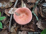 Russula nitida image