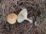 Clitocybe costata image