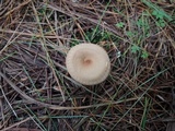 Clitocybe costata image
