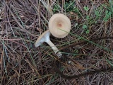 Clitocybe costata image
