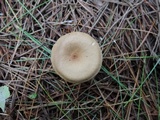 Clitocybe costata image
