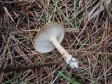 Clitocybe costata image