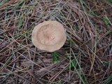 Clitocybe costata image