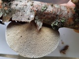Daedaleopsis confragosa image