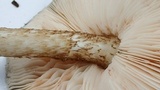 Pluteus exilis image