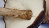 Pluteus exilis image