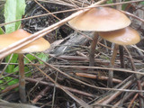 Psilocybe azurescens image