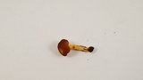 Pluteus romellii image