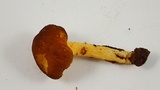 Pluteus romellii image