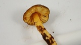 Pluteus romellii image