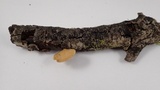 Polyporus leptocephalus image