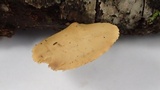 Polyporus leptocephalus image