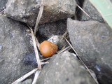 Psilocybe azurescens image