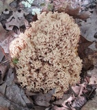 Ramaria fennica image
