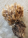 Ramaria fennica image