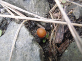 Psilocybe azurescens image