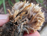 Ramaria fennica image