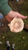 Leucopaxillus albissimus image