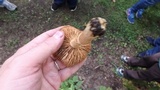 Cortinarius caperatus image