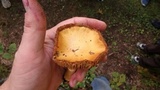 Cortinarius caperatus image