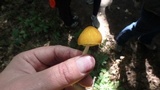 Pluteus luteus image