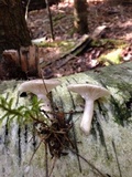 Lactarius mucidus image