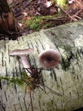 Lactarius mucidus image