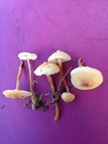Cystoderma amianthinum image