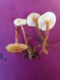 Cystoderma amianthinum image