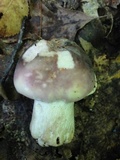 Russula variata image