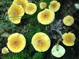 Cystoderma granosum image