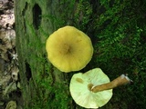 Cystoderma granosum image