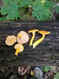 Cantharellus ignicolor image