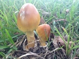 Amanita arkansana image