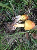 Amanita arkansana image