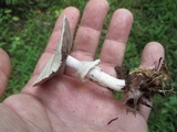 Agaricus reducibulbus image