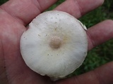 Agaricus reducibulbus image