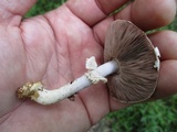 Agaricus reducibulbus image