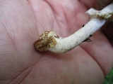 Agaricus reducibulbus image