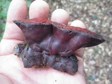 Ganoderma sessile image