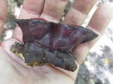 Ganoderma sessile image