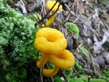 Cantharellus ignicolor image