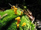 Cantharellus ignicolor image