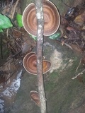 Hexagonia tenuis image